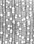 Dendrochronology: History, Developments and Methods.