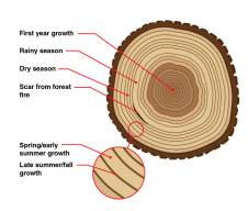 Dendrochronology: History, Developments and Methods.