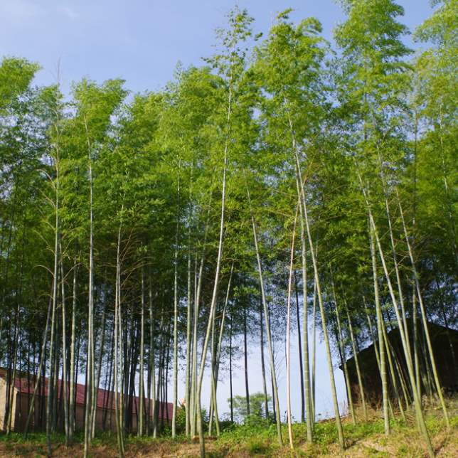 Bamboo as a Construction Material.