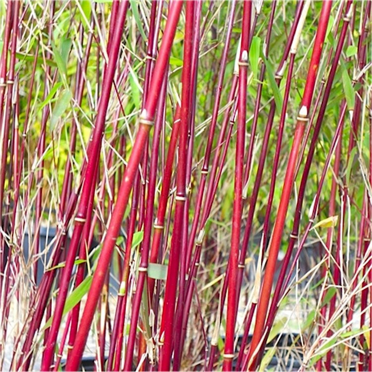 Bamboo as a Construction Material.